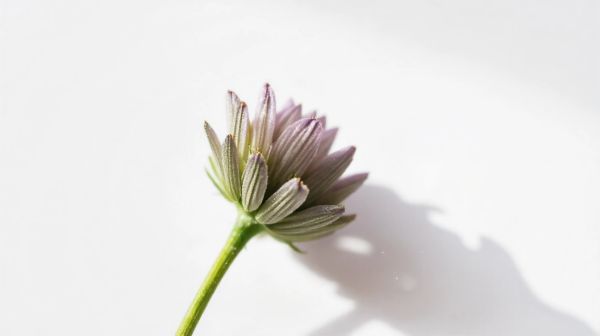 Proprietà uniche e benefici dei fiori di CBD di qualità