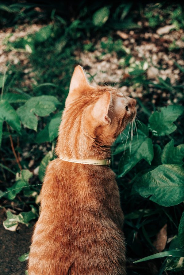 Quali sono i passaggi per creare un angolo relax e lettura nel proprio giardino?
